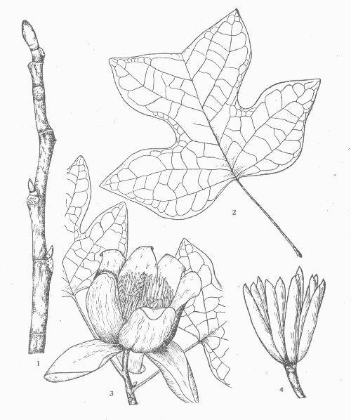 Tulip Poplar. Tulip-tree. White-wood