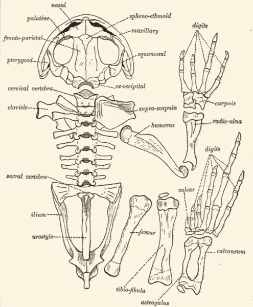 Skeleton of the garden toad.