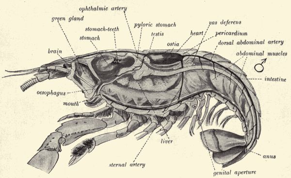 Diagrammatic median longitudinal section of crayfish.