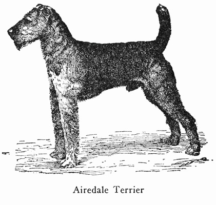 Airedale Terrier