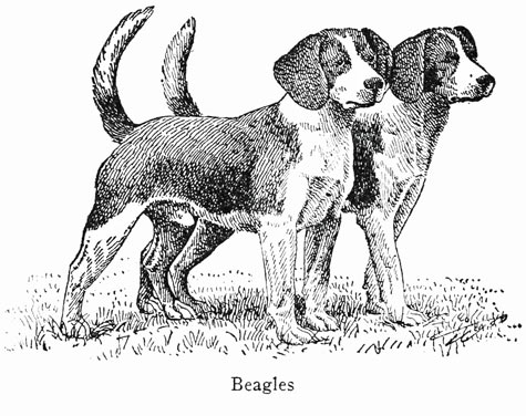 Beagles