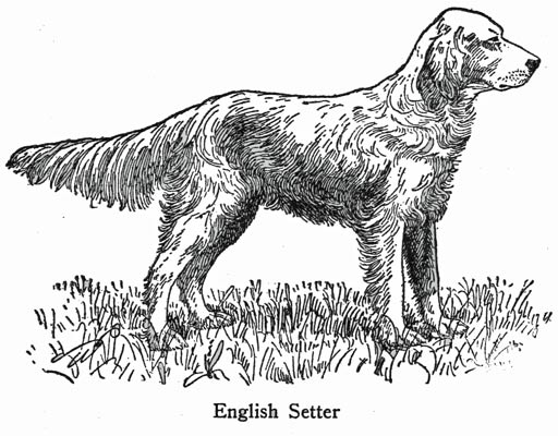 English Setter