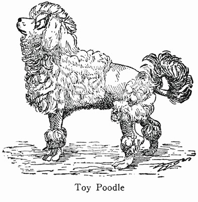 Toy Poodle