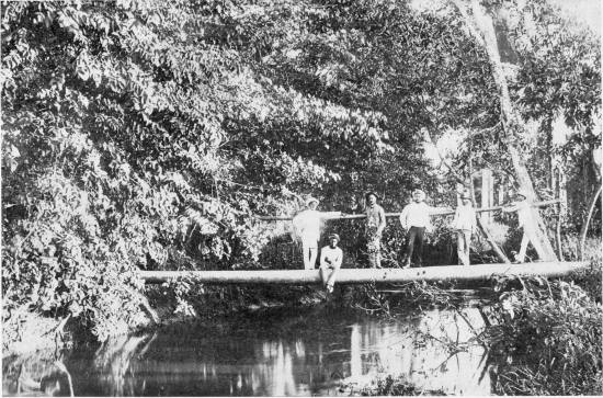 PALM-TREE BRIDGE.