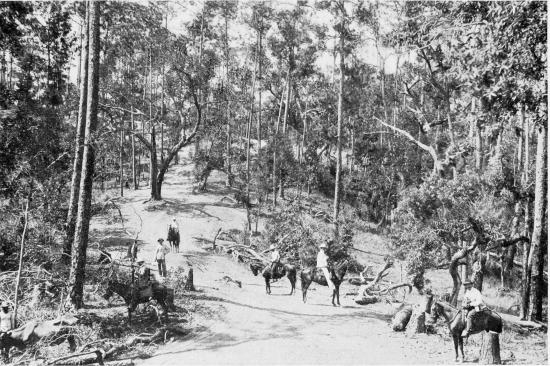 ROAD IN A PINE GROVE OF VUELTA ABAJO.