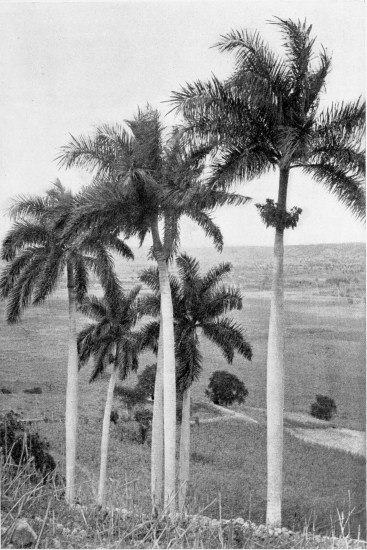 ROYAL PALMS, YUMURI VALLEY.