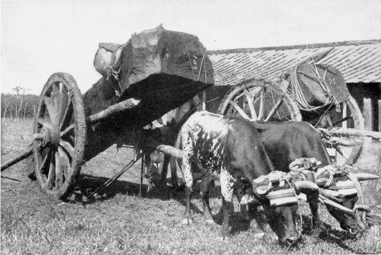 MAHOGANY CARRIED BY OXEN.