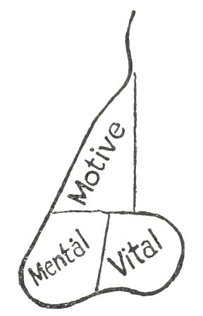 Fig. 22  THREE TEMPERAMENTS