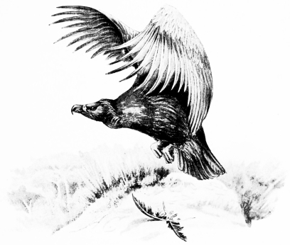 Types of Spanish Bird-Life  BLACK VULTURE (Vultur monachus)  Nests in the mountain-forests of Central Spain, and winters in Andalucia. Sketched in Cote Doñana—“Getting under way.”