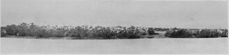 Egret-Heronry at Santolalla, Coto Doñana.  (THE FOREGROUND IS SAND.)  FROM PHOTOGRAPHS BY H. R. H. PHILIPPE, DUKE OF ORLEANS.