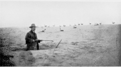 Wild-Goose shooting on the Sandhills.  (NOTE TIN DECOYS, ALSO SOME NATURAL GEESE.)