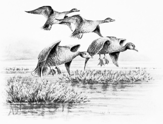 WILD GEESE ALIGHTING AT FIFTEEN YARDS  (Take the upper pair right-and-left, leaving the nearer geese for second gun.)