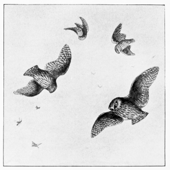 A SUMMER EVENING—SPARROW-OWLS (Athene noctua) AND MOTHS