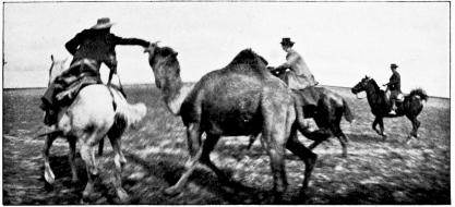 Wild Camels of the Marisma.  PHOTOS BY H.R.H. PHILIPPE, DUKE OF ORLEANS.  CAPTURING A WILD CAMEL.  THE CAPTIVE.