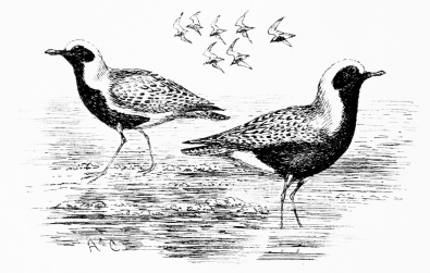 GREY PLOVERS  In summer plumage, on route for Siberia—Marisma, May 12.