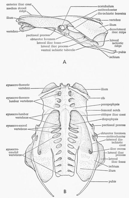 Fig. 1. Pelvis of Tympanuchus pallidicinctus