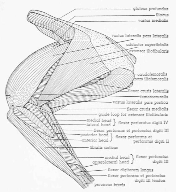 Fig. 14. Tympanuchus pallidicinctus 2L. Lateral view of the muscles of the left leg.