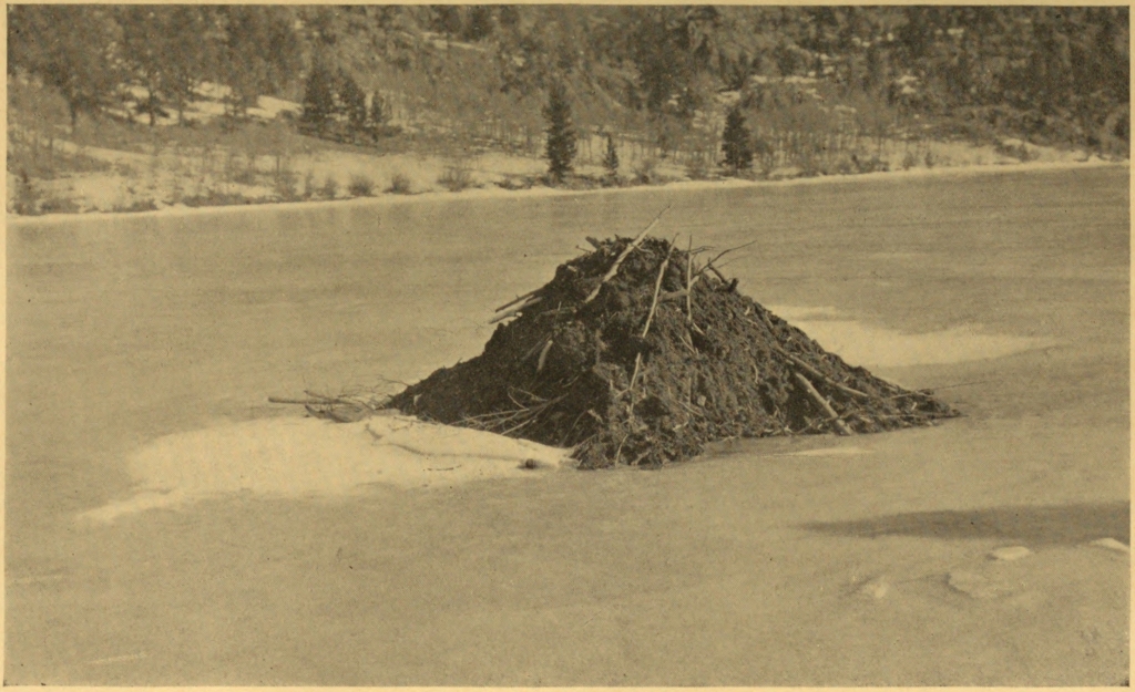 A BEAVER HOUSE IN WINTER