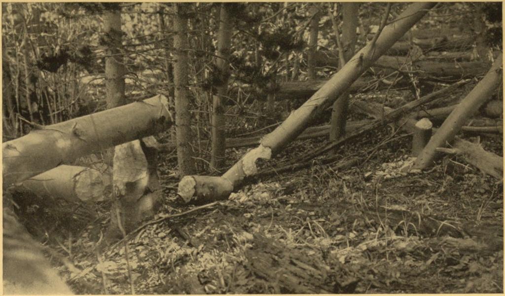 ASPENS CUT BY BEAVER