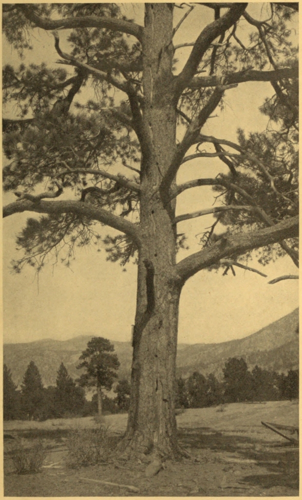 WOODPECKER HOLES IN A PINE INJURED BY LIGHTNING