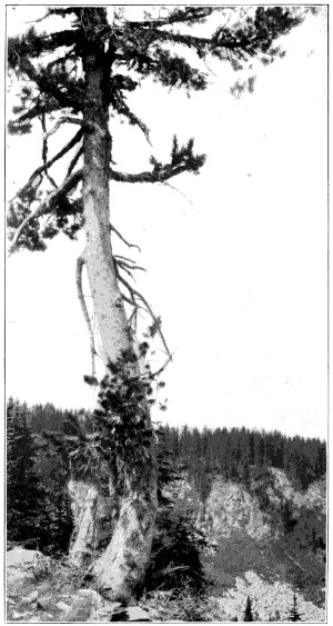 Whitebark pine