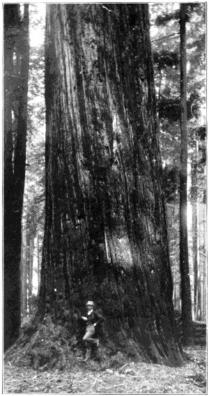 Redwood tree