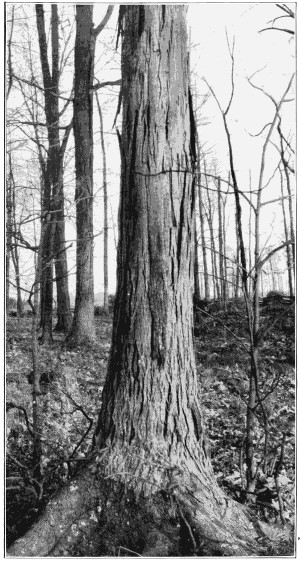 Shagbark hickory