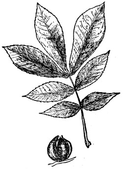 Pignut hickory branch