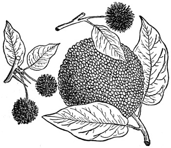 Osage orange branch