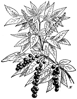 Black cherry branch