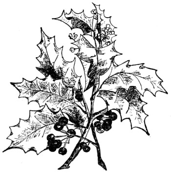 American holly branch