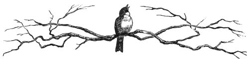 Bird on branch