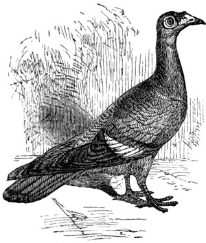 Dragon pigeon