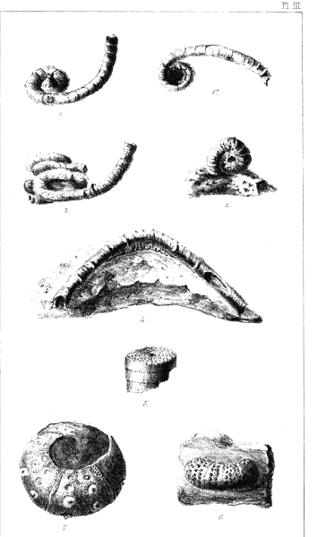 Plate III.