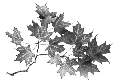 Fig. 284.  Sugar maple.