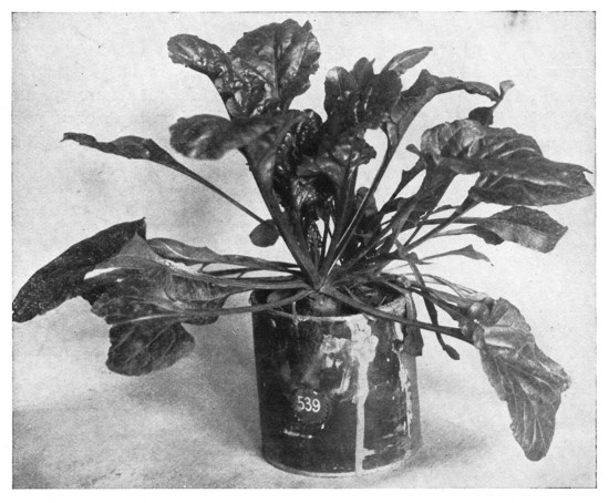 Fig. 298. A window plant that is easy to grow. It is a common garden beet. The end of the beet was cut off so that it could be got into the tin can. A very red beet will produce handsome red-ribbed leaves. In all cases, be sure that the crown or top of the plant has not been cut off too close, or the leaves may not start readily. The beet starts into growth quickly and the growing plant will stand much abuse. It makes a very comely plant for the school-room window. Try carrot, turnip, and parsnip in the same way.