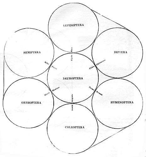 THE CLASSES OF INSECTA.