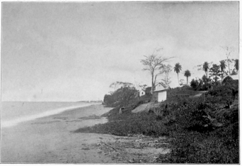 The Beach of la Brea Trinidad