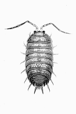 Plate XVII Porcellio laevis