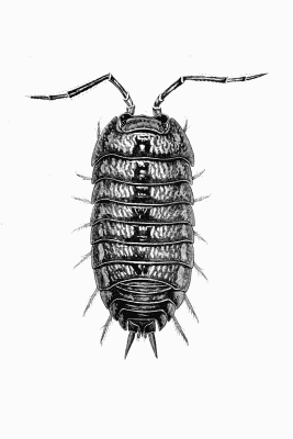 Plate XXI Cylisticus convexus