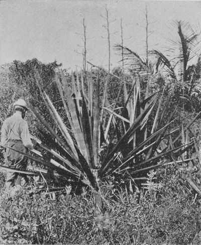 A Florida Sisal Hemp Plant