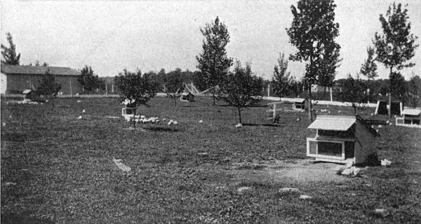 Illustration showing a big lawn with young birds, trees and small houses