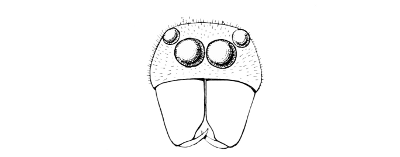 Fig. 9. “Face” of an Attid spider, shewing the anterior eyes and the chelicerae.