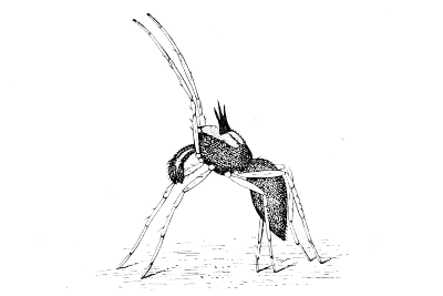 Fig. 10. A male Attid spider (Astia vittata) dancing before the female. (After Peckham.)