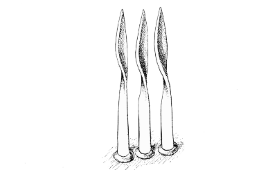 Fig. 11. Three “keys” of a stridulating organ, after Spencer.