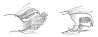 Fig. 13. Foot of Jumping Spider (on left), foot of Garden Spider (on right).