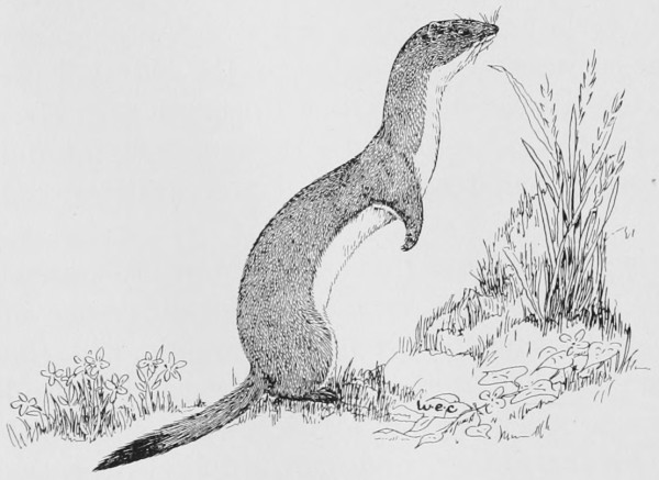 A weasel