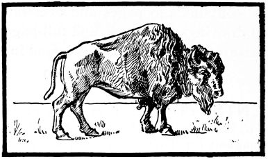 Bison