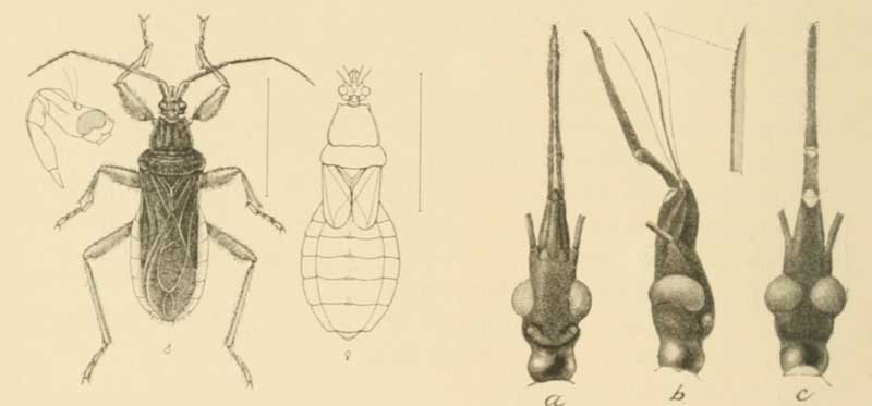 Melanotestis abdominalis