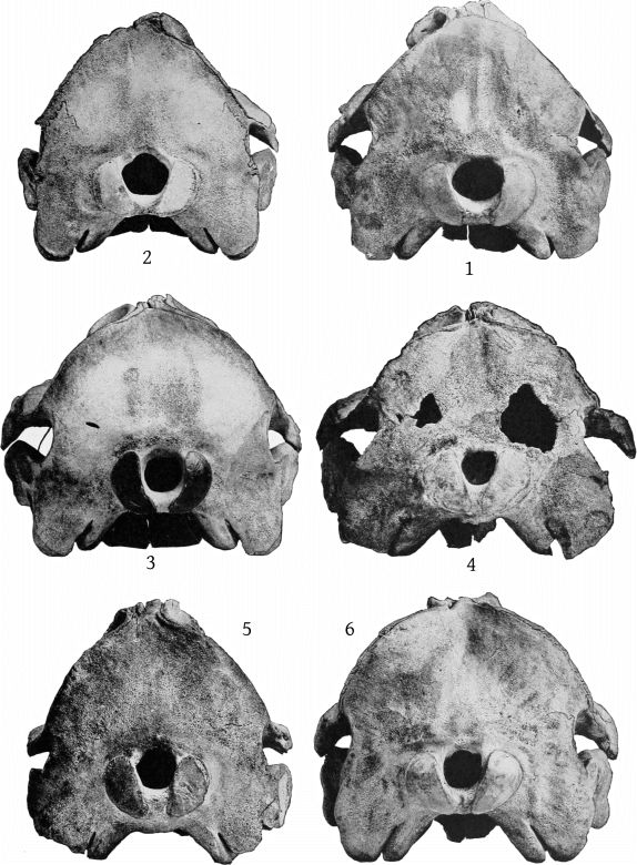 Plate 10 SKULLS OF MESOPLODON